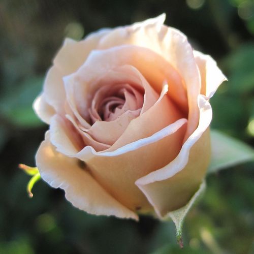 Rosa Cafe au Lait™ - naranja - marrón - Árbol de Rosas Híbrido de Té - rosal de pie alto- forma de corona de tallo recto